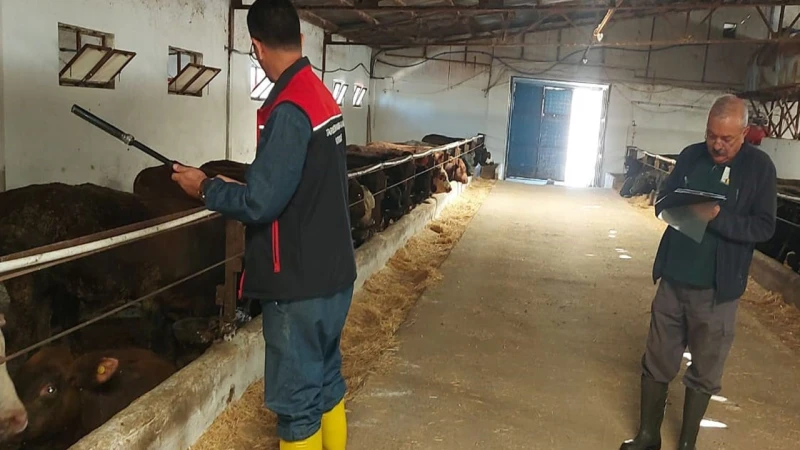 İthal besilik hayvanlar Kırıkkale'de karantinada