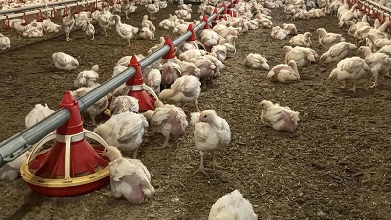 Tavuk üretim miktarı arttı