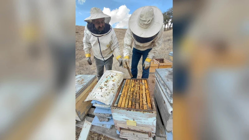 Arı kovanları tespiti ve kontrolü yapılıyor