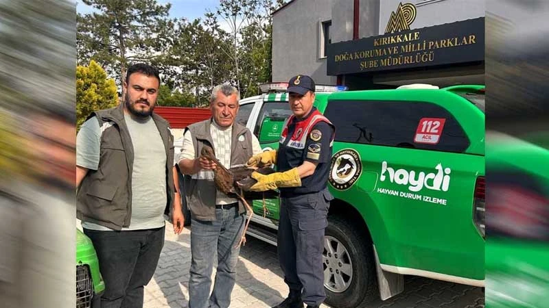 Yaralı Karaleylek tedavi altına alındı