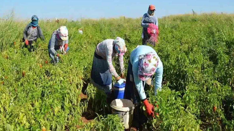 Tarım ürünleri üretici fiyat endeksi arttı