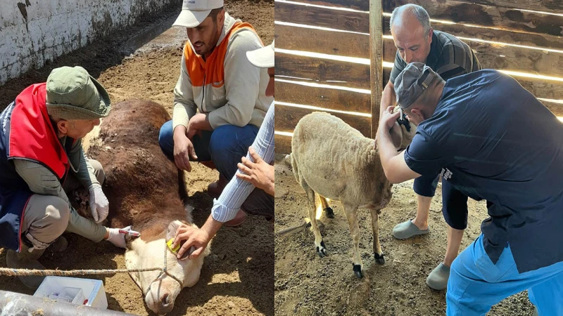 Hayvan sağlığı için Kırıkkale’de yoğun çalışma