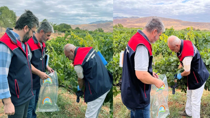 Hasat öncesi pestisit denetimi