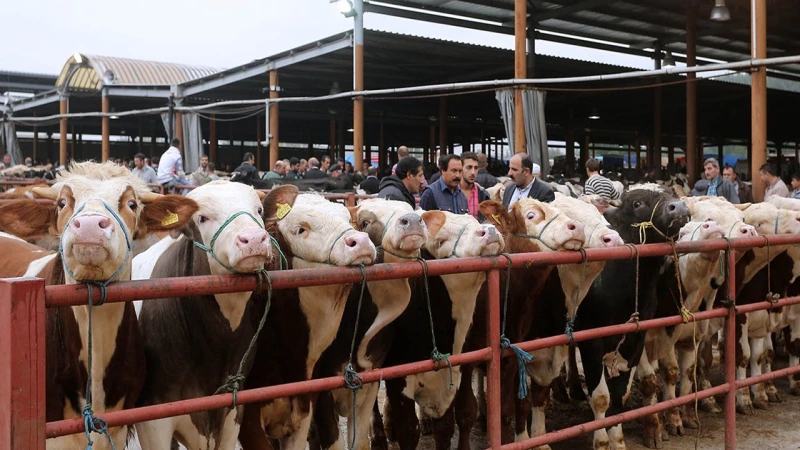 Hayvan pazarları yeniden açıldı