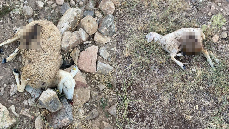 Bahşılı’da kurtlar koyun sürüsüne saldırdı
