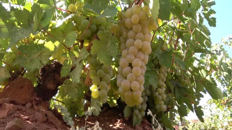 Bu lezzetler Kırıkkale topraklarında yetişiyor