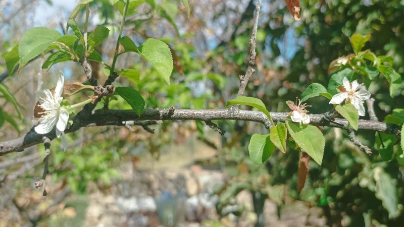 Kırıkkale’de Eylül ayında şoke eden görüntü!