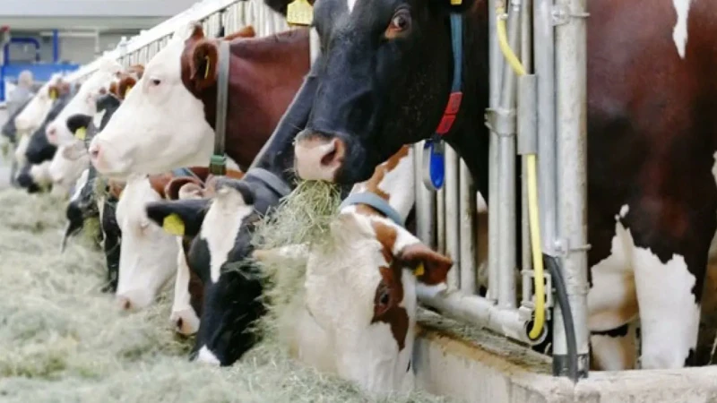 946 bin 158 ton inek sütü toplandı