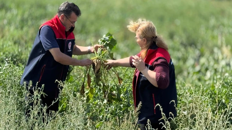 Pancar arazileri kontrol ediliyor