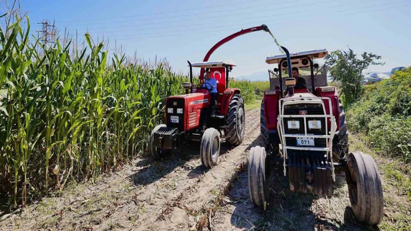 Mısır tarlalarında hasat başladı