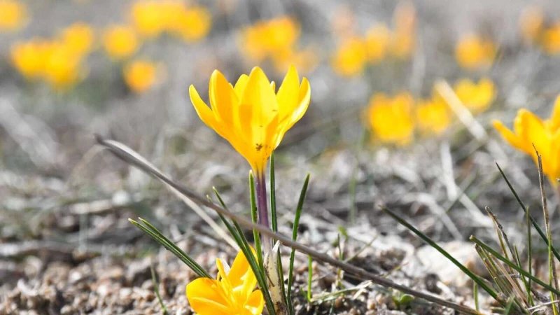 Kırıkkale’de bu yıl çiğdemler baharı erkenden müjdeledi