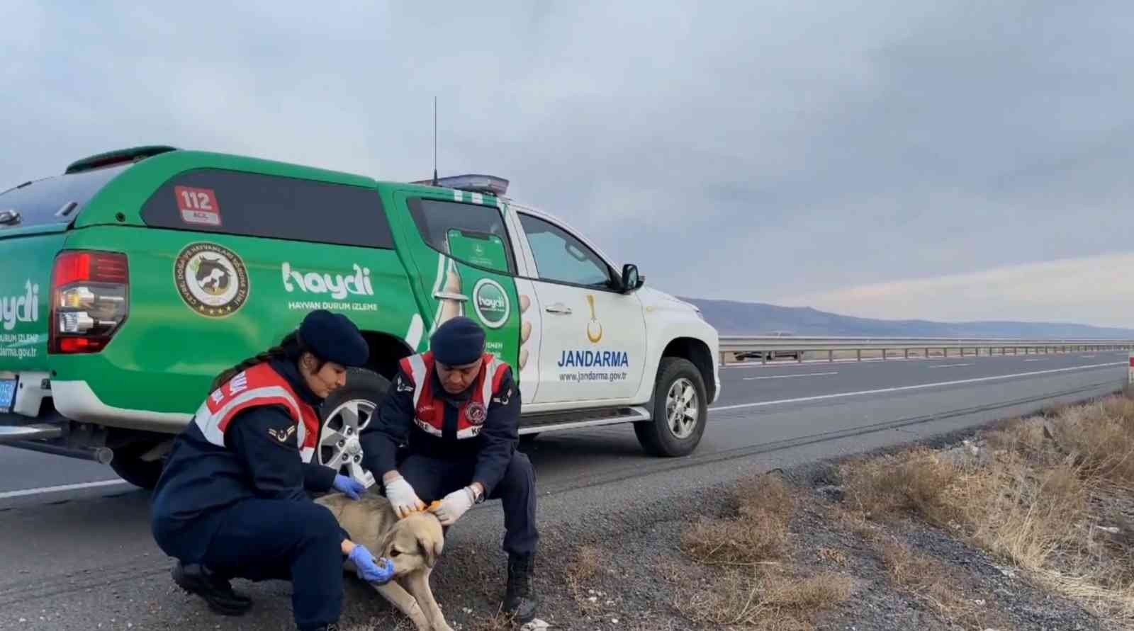 Jandarma sokak köpeklerine gece görünmeleri için elleriyle reflektif şerit dikti