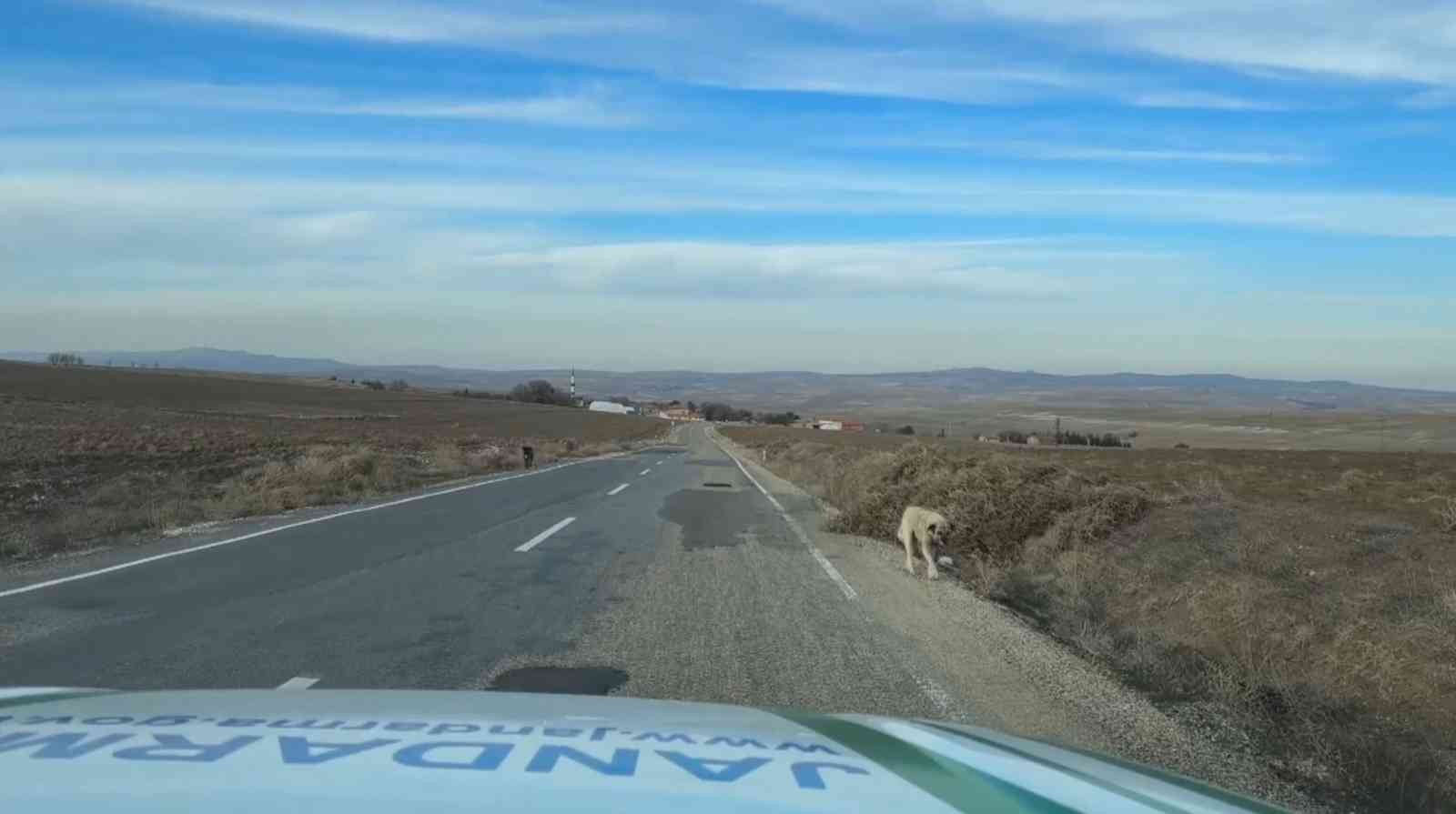 Jandarma sokak köpeklerine gece görünmeleri için elleriyle reflektif şerit dikti