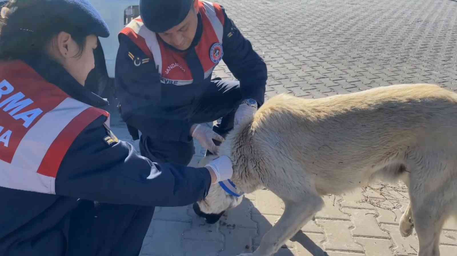 Jandarma sokak köpeklerine gece görünmeleri için elleriyle reflektif şerit dikti