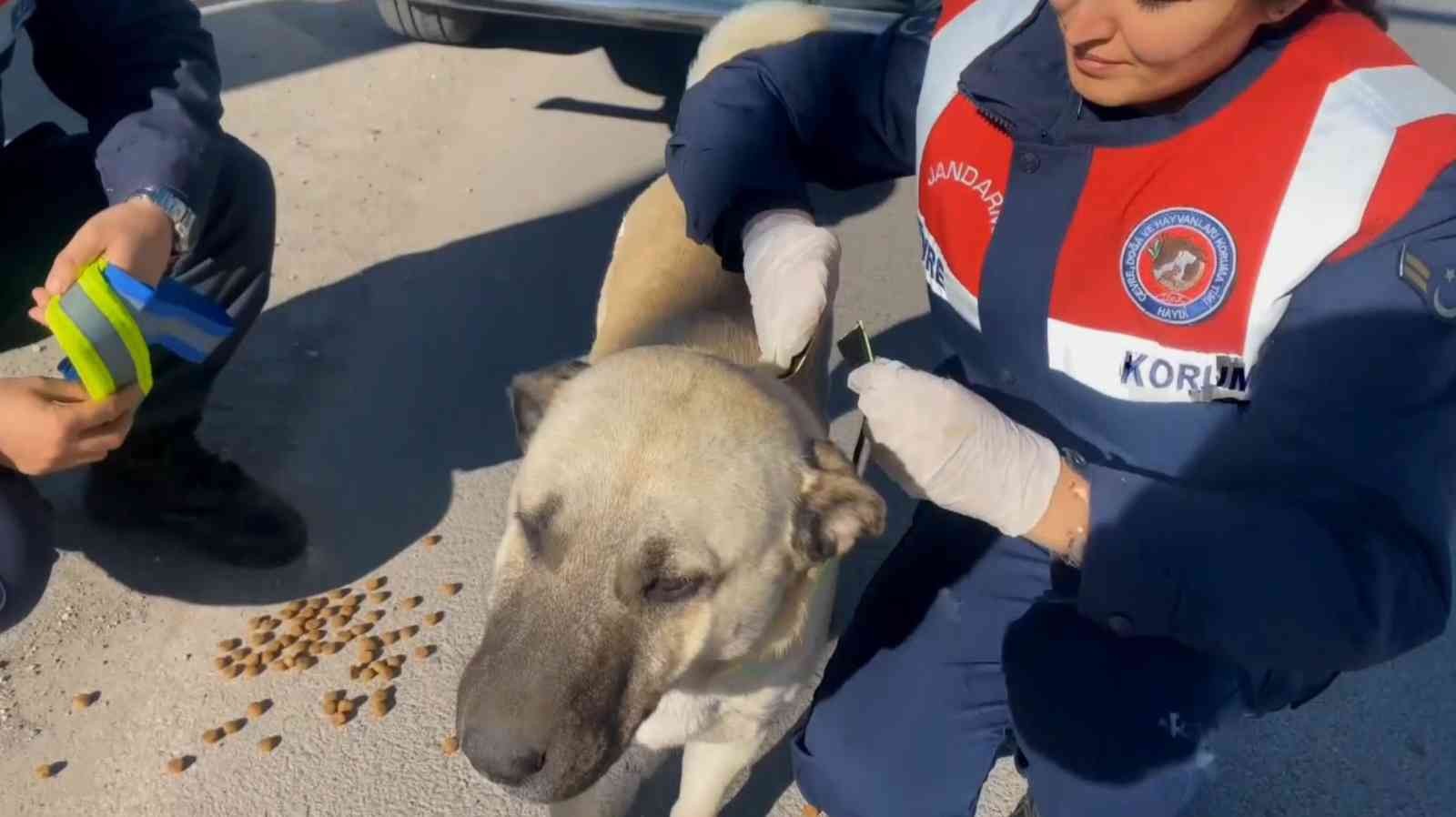 Jandarma sokak köpeklerine gece görünmeleri için elleriyle reflektif şerit dikti