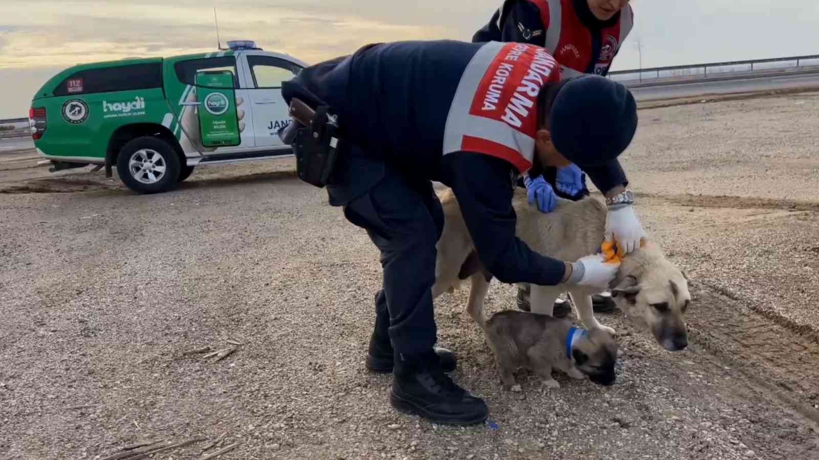 Jandarma sokak köpeklerine gece görünmeleri için elleriyle reflektif şerit dikti