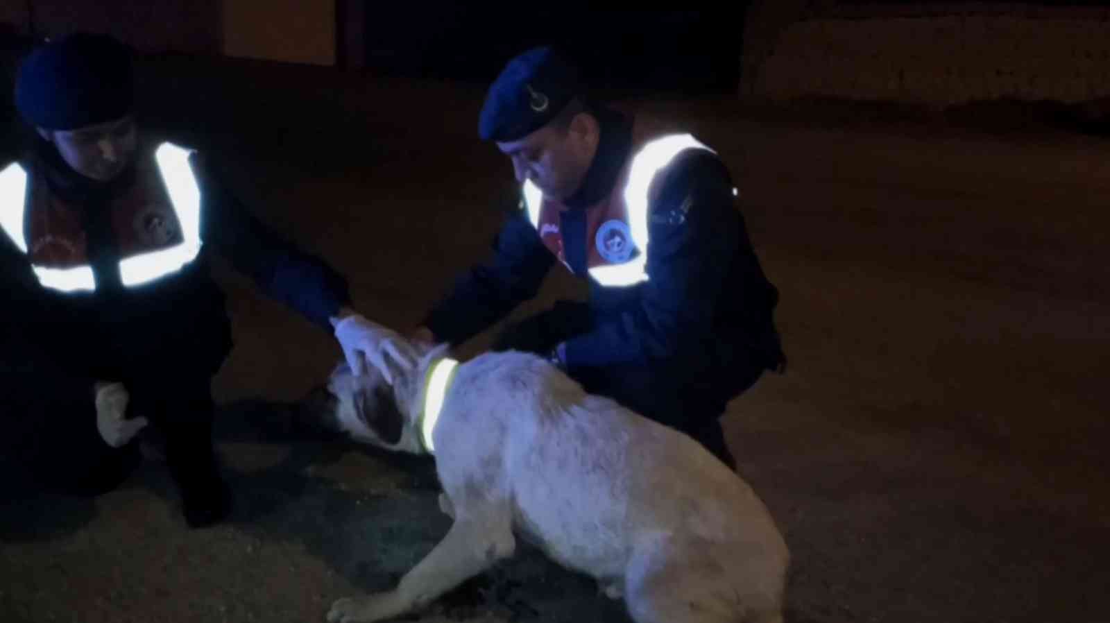 Jandarma sokak köpeklerine gece görünmeleri için elleriyle reflektif şerit dikti