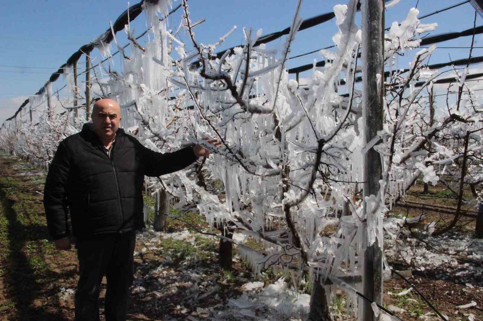 Dona karşı sulanan elma ağaçları buzulları aratmadı