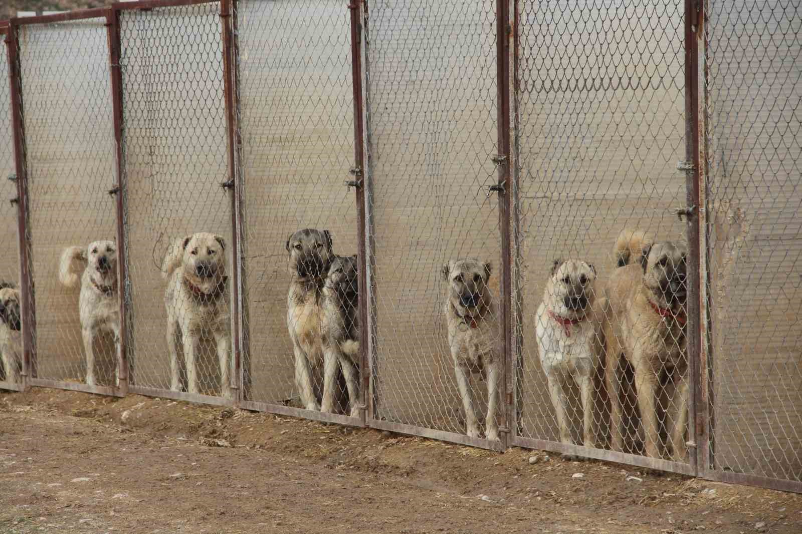 Kangal köpeğini dışkısından tanımak mümkün