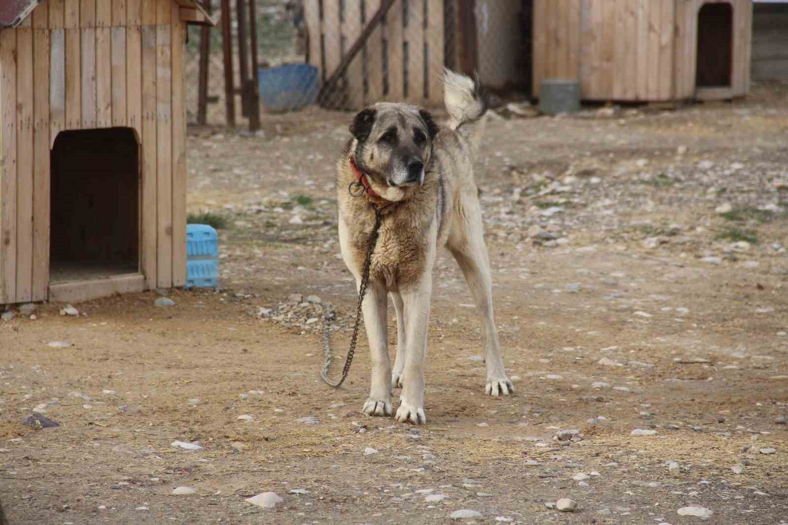 Kangal köpeğini dışkısından tanımak mümkün