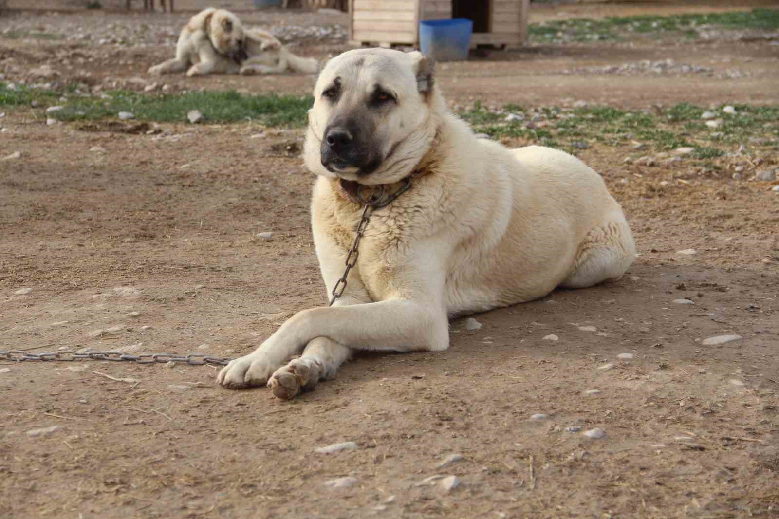 Kangal köpeğini dışkısından tanımak mümkün