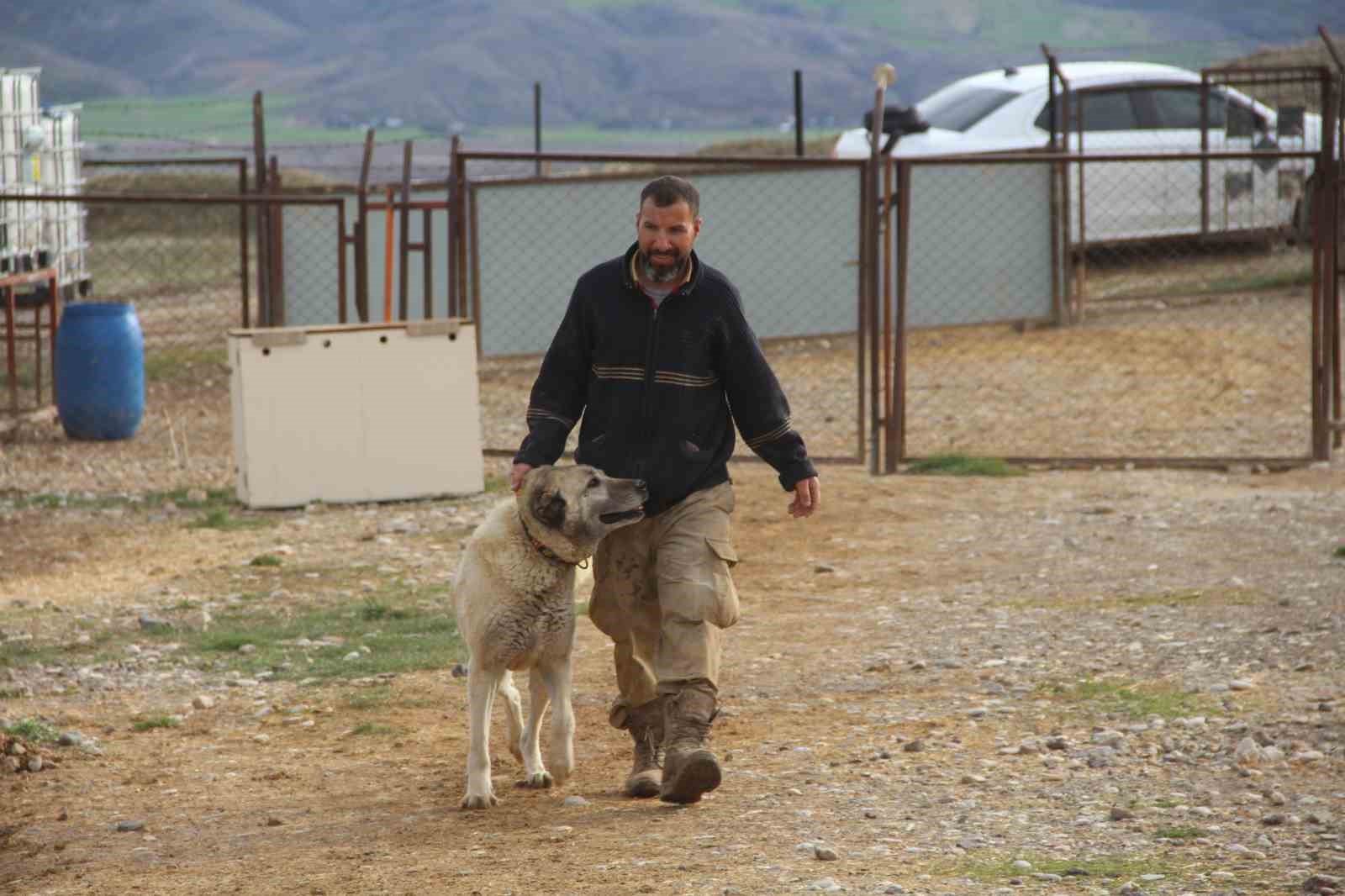 Kangal köpeğini dışkısından tanımak mümkün