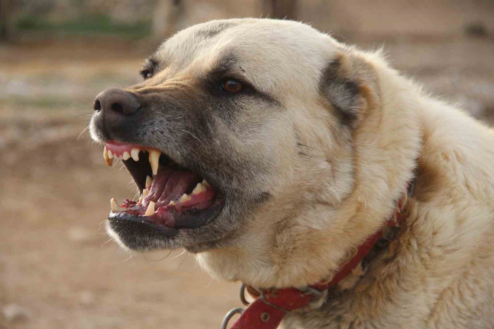 Kangal köpeğini dışkısından tanımak mümkün