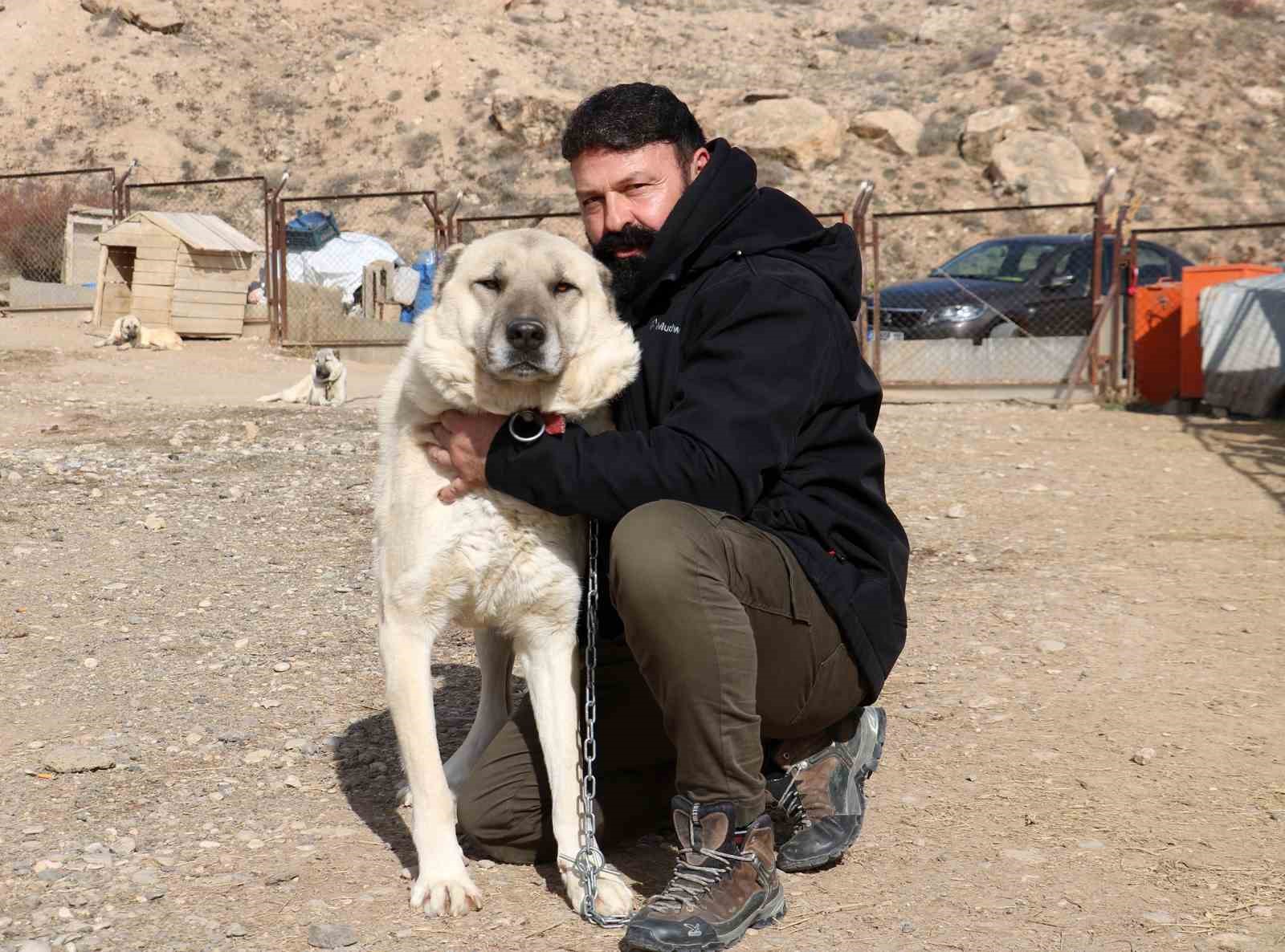 Kangal köpeğini dışkısından tanımak mümkün