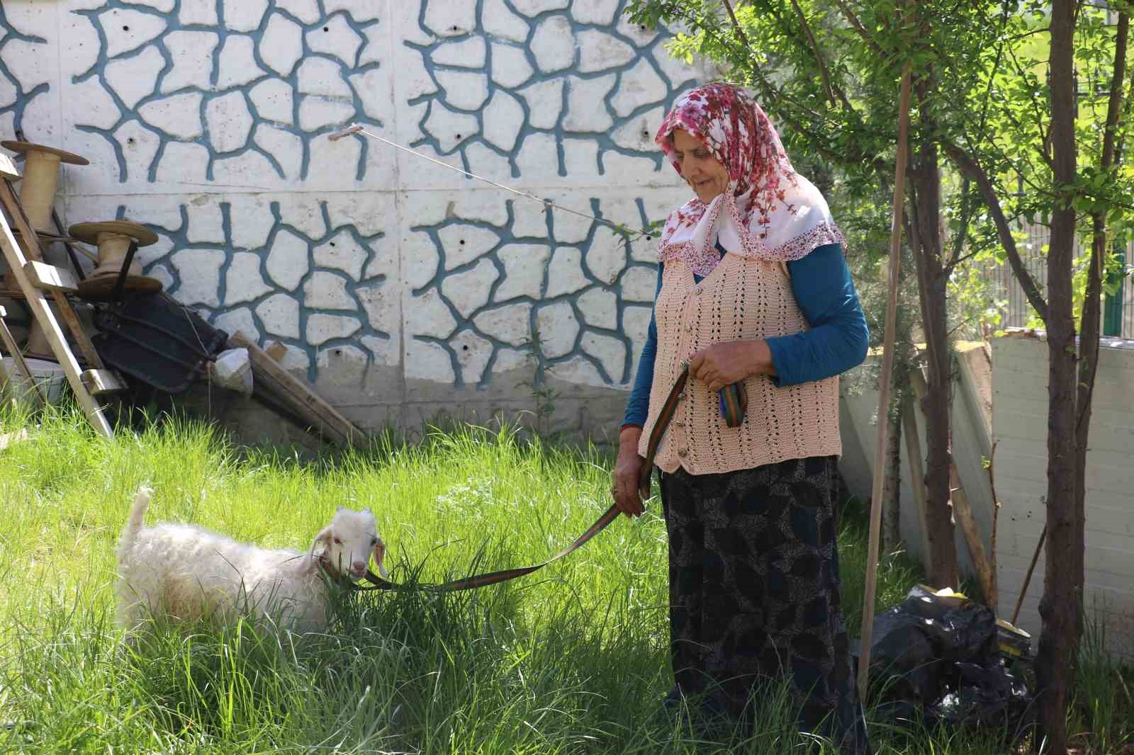 Kuzusuna bebek gibi bakıyor, yanından hiç ayırmıyor