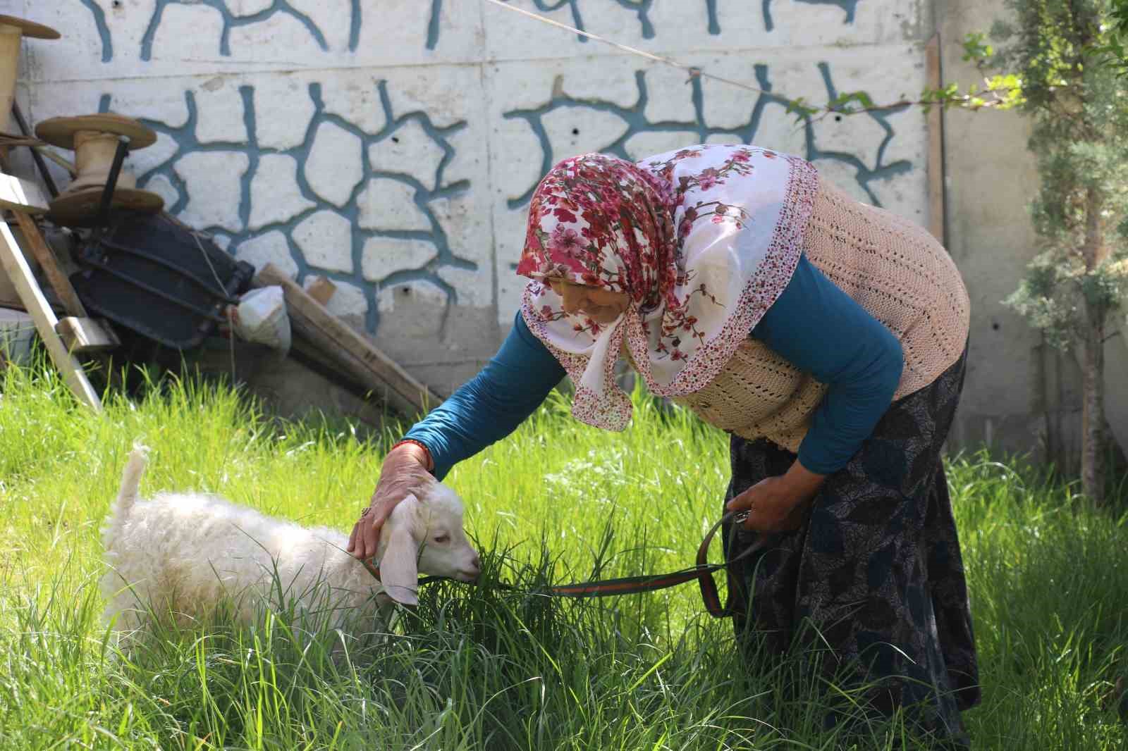 Kuzusuna bebek gibi bakıyor, yanından hiç ayırmıyor