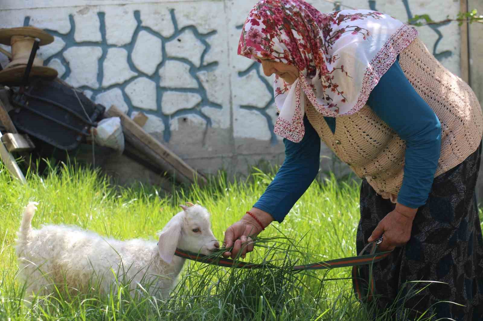 Kuzusuna bebek gibi bakıyor, yanından hiç ayırmıyor