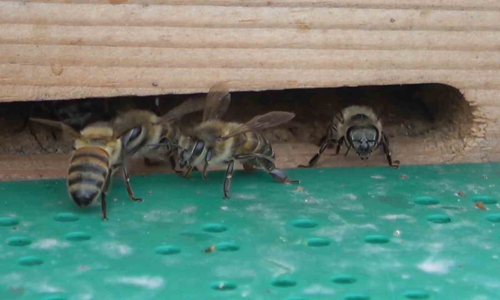 Devletten aldığı destekle yılda 5 bin kraliçe arı üretiyor: Tanesi 300 lira