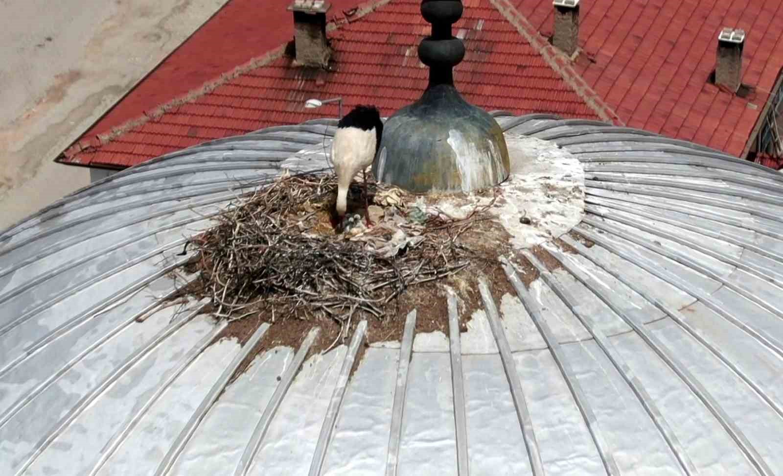 Göçmen leylekler yavrularına yuva olarak yine camiyi seçti