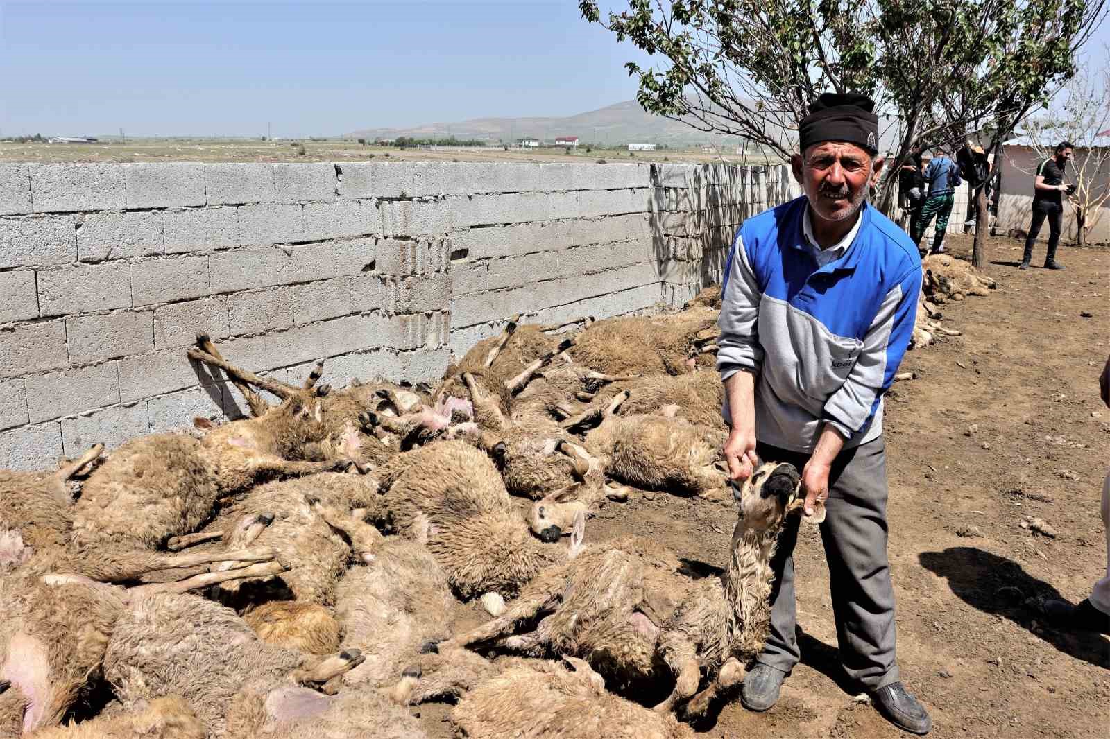 Sabah uyanan besici hayatının şokunu yaşadı: Kurtlar 170 küçükbaş hayvanı telef etti