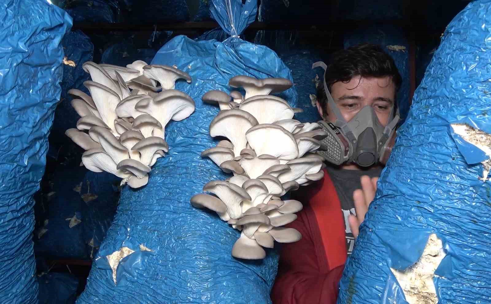 Çocukluk arkaaşdı 3 mühendis istiridye mantarı üretiyor: Kilosu 70 liradan satılıyor