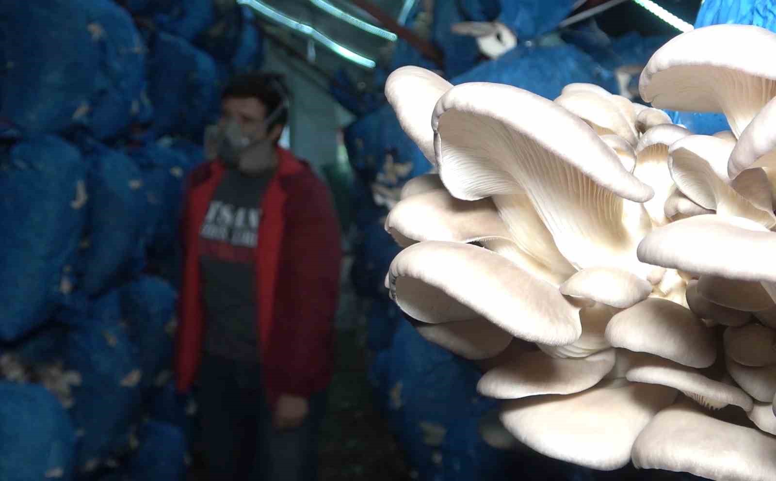 Çocukluk arkaaşdı 3 mühendis istiridye mantarı üretiyor: Kilosu 70 liradan satılıyor