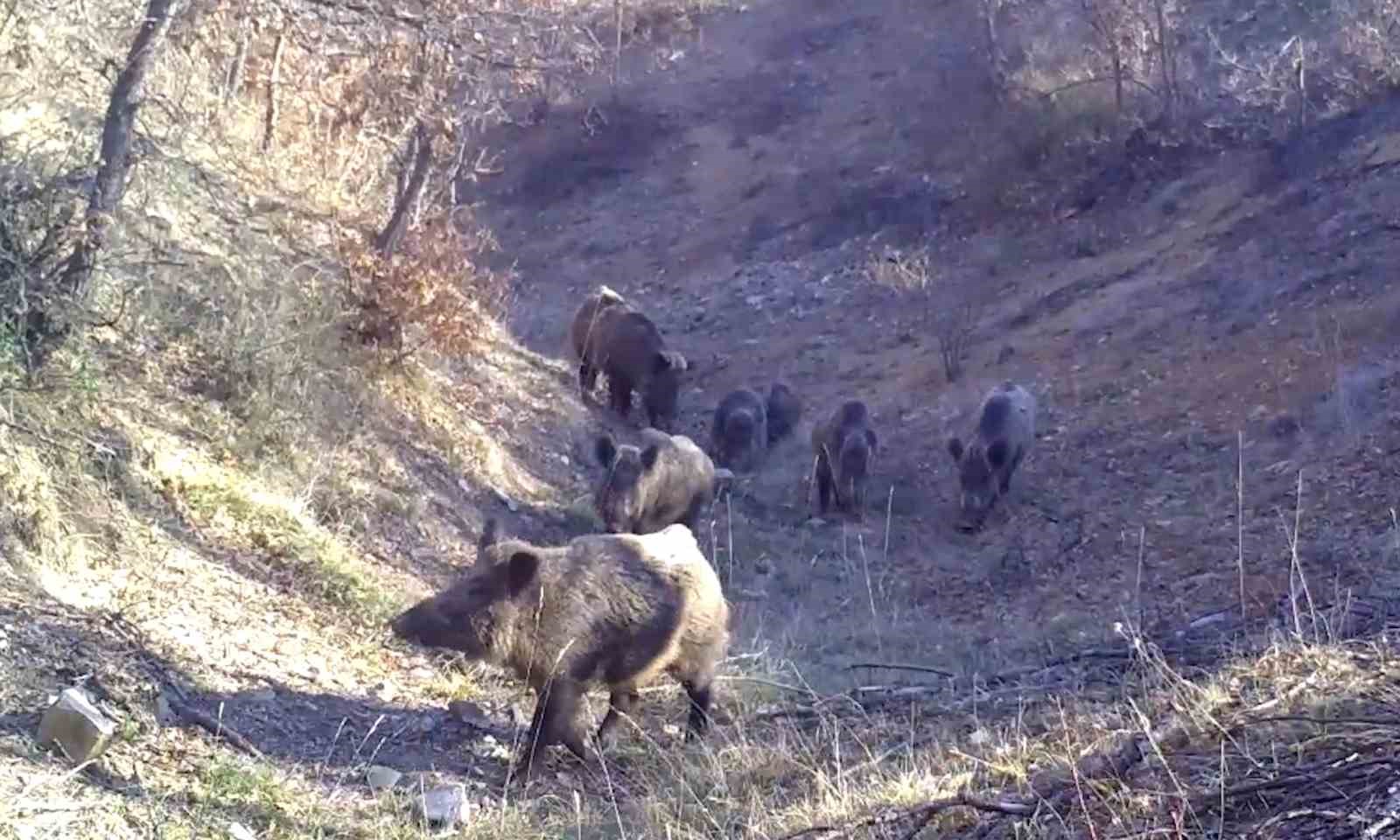 Yaban hayatın renkli görüntüleri fotokapanda