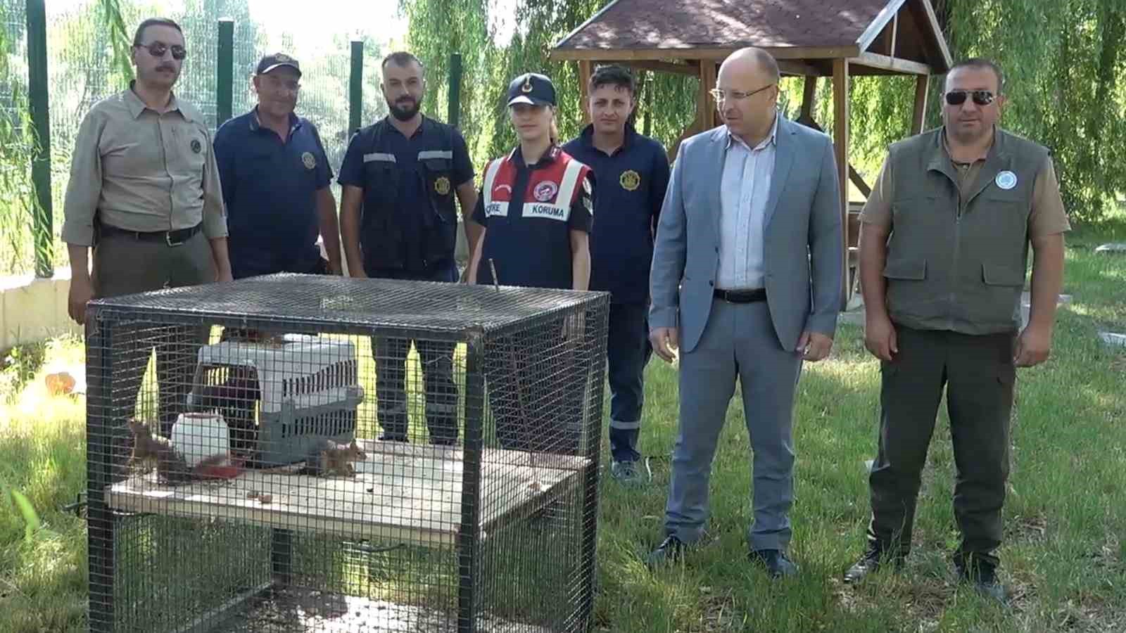 Koruma altındaki Anadolu sincaplarını kafeste tutan şahsa para cezası