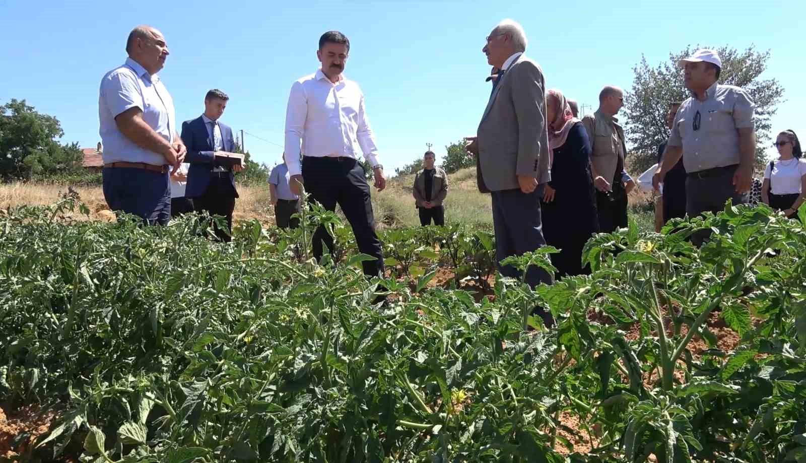 Ata tohumlarından organik tarım yapıyorlar