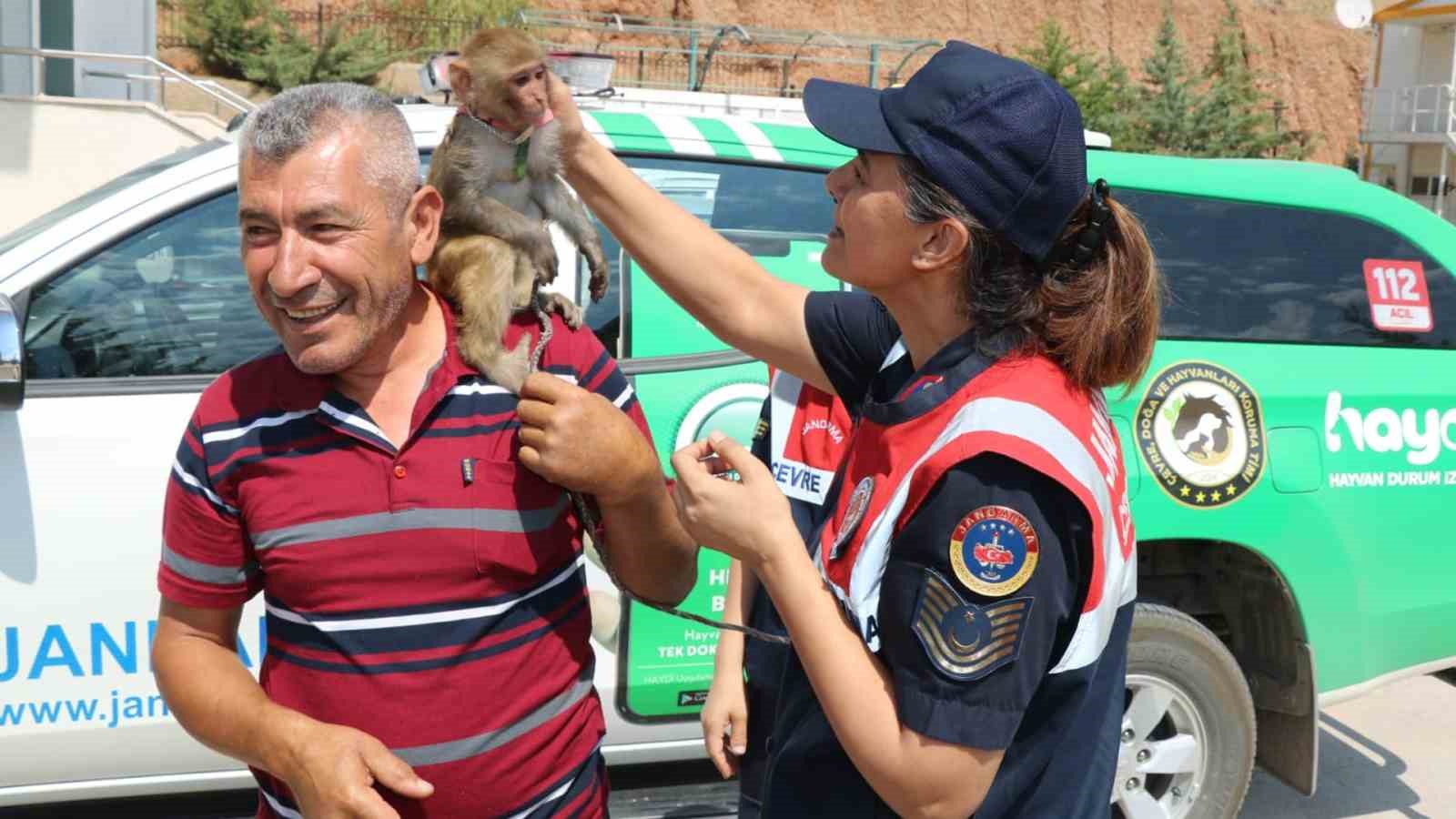 Jandarma, denetim yaptığı otobüste "örümcek maymunu" ele geçirdi