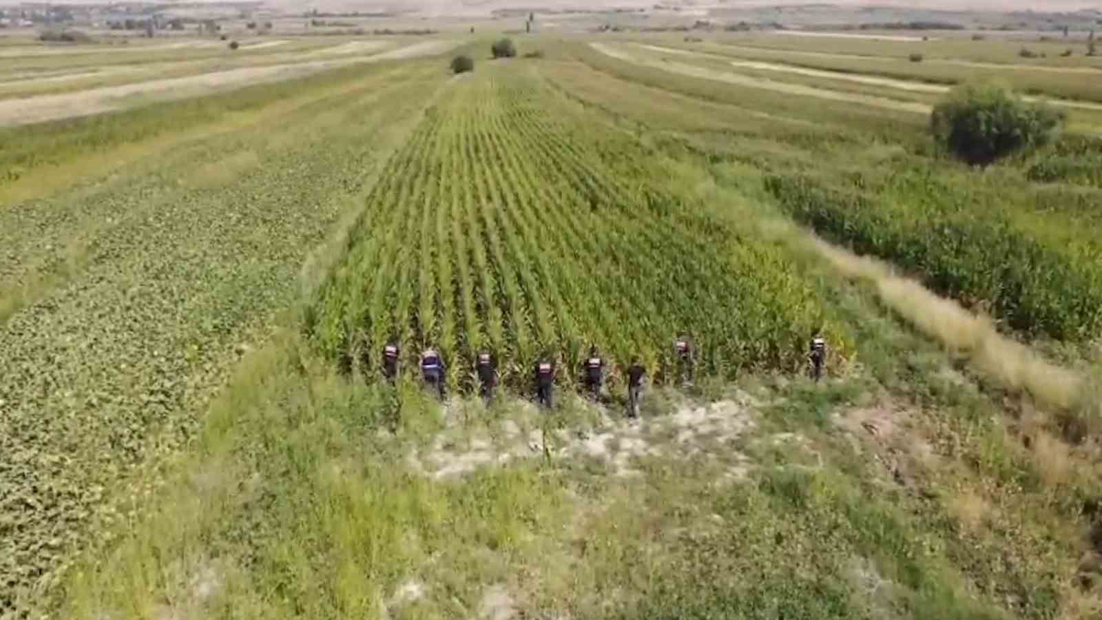 Jandarmadan mısır tarlasına "Dron" destekli uyuşturucu operasyonu: 2 gözaltı