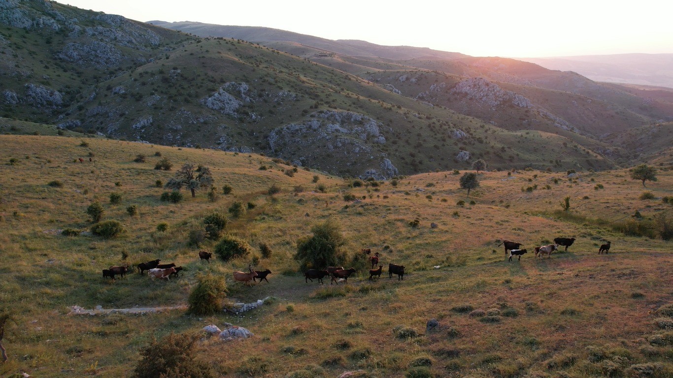 Başkent’te Karadeniz’i aratmayan yayla: Kalecik Şeyh Mahmut Yaylası