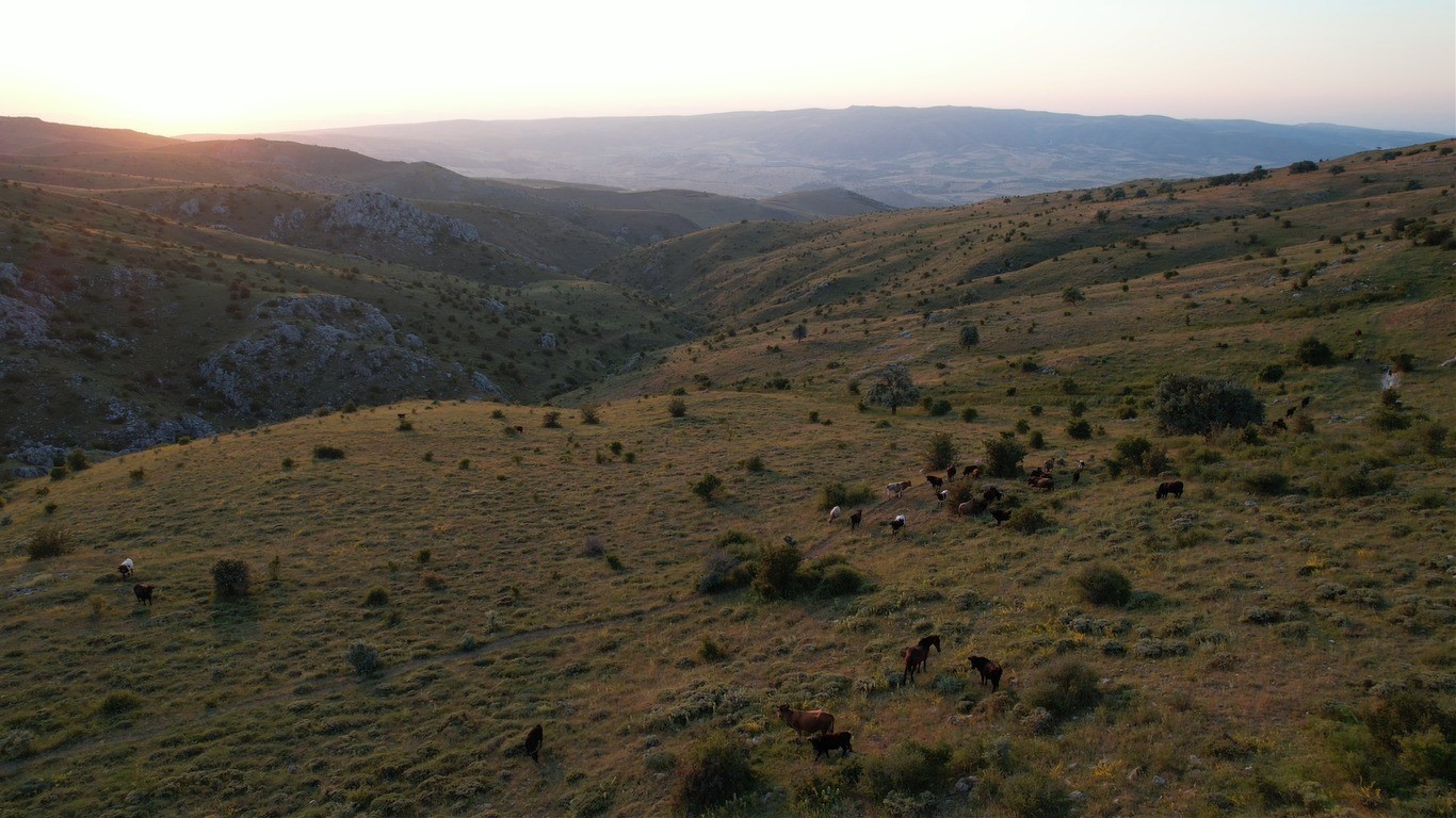 Başkent’te Karadeniz’i aratmayan yayla: Kalecik Şeyh Mahmut Yaylası