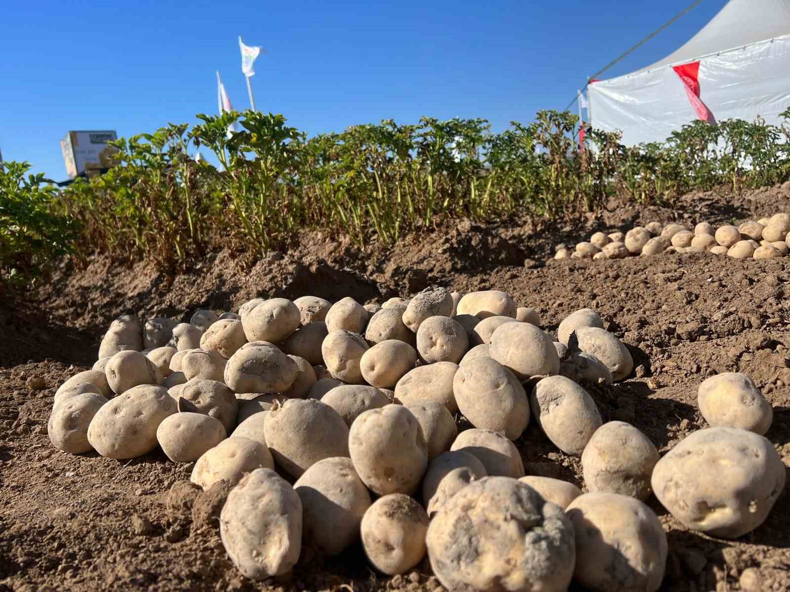 90 çeşit patates fuarda görücüye çıktı