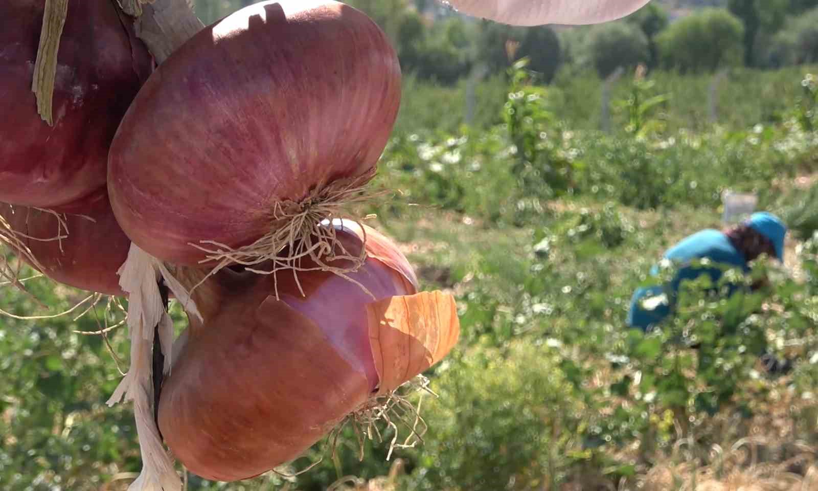 Coğrafi işaretli ’Kılıçlar soğanı’nın hasadı başladı