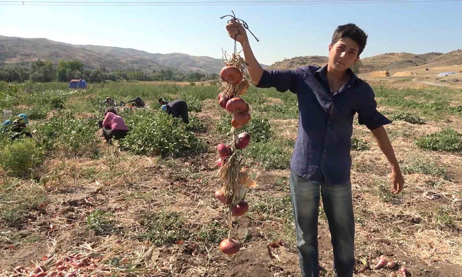 Coğrafi işaretli ’Kılıçlar soğanı’nın hasadı başladı