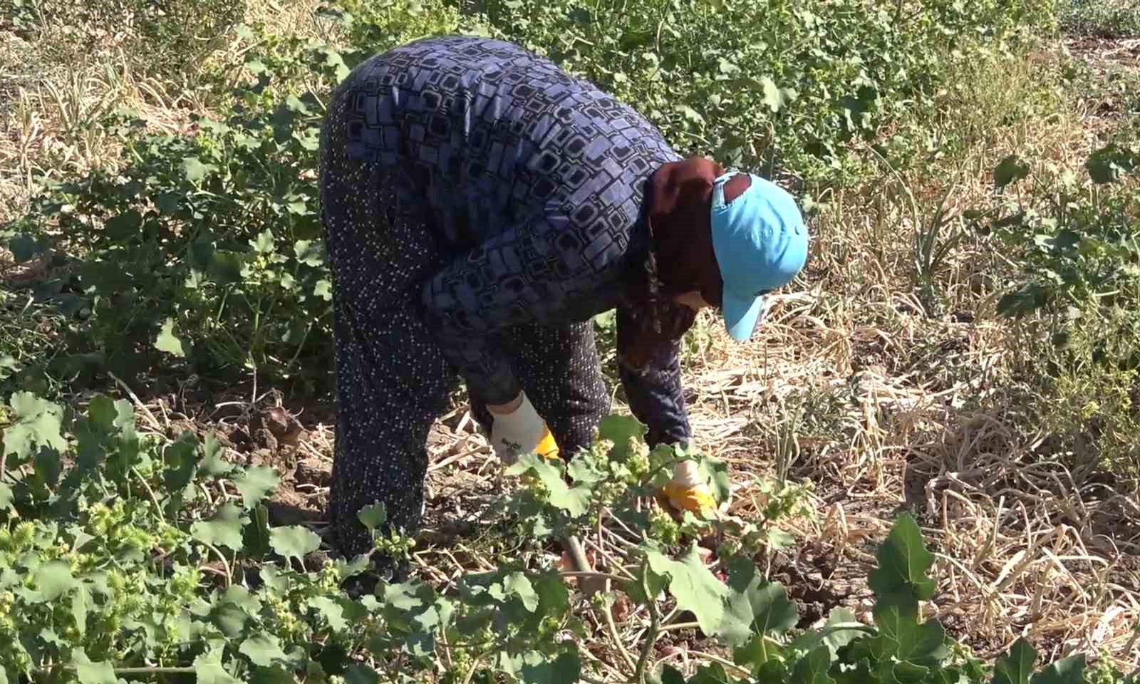 Coğrafi işaretli ’Kılıçlar soğanı’nın hasadı başladı