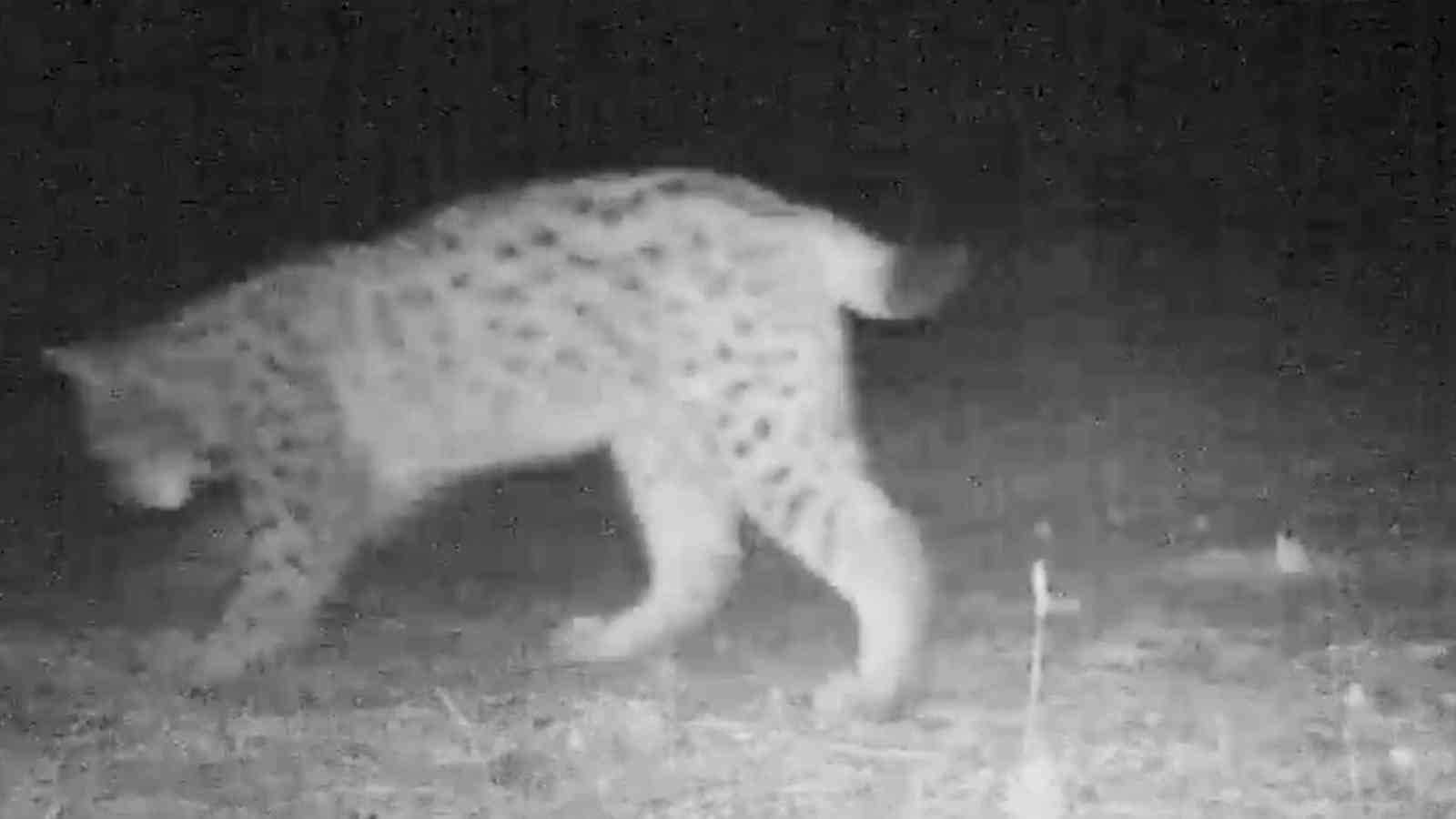 Kırıkkale’deki yaban hayatı fotokapanlara yansıdı