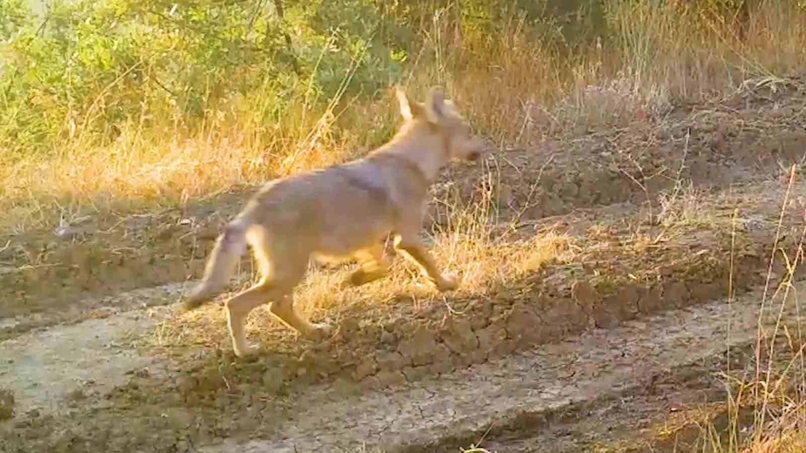 Kırıkkale’deki yaban hayatı fotokapanlara yansıdı