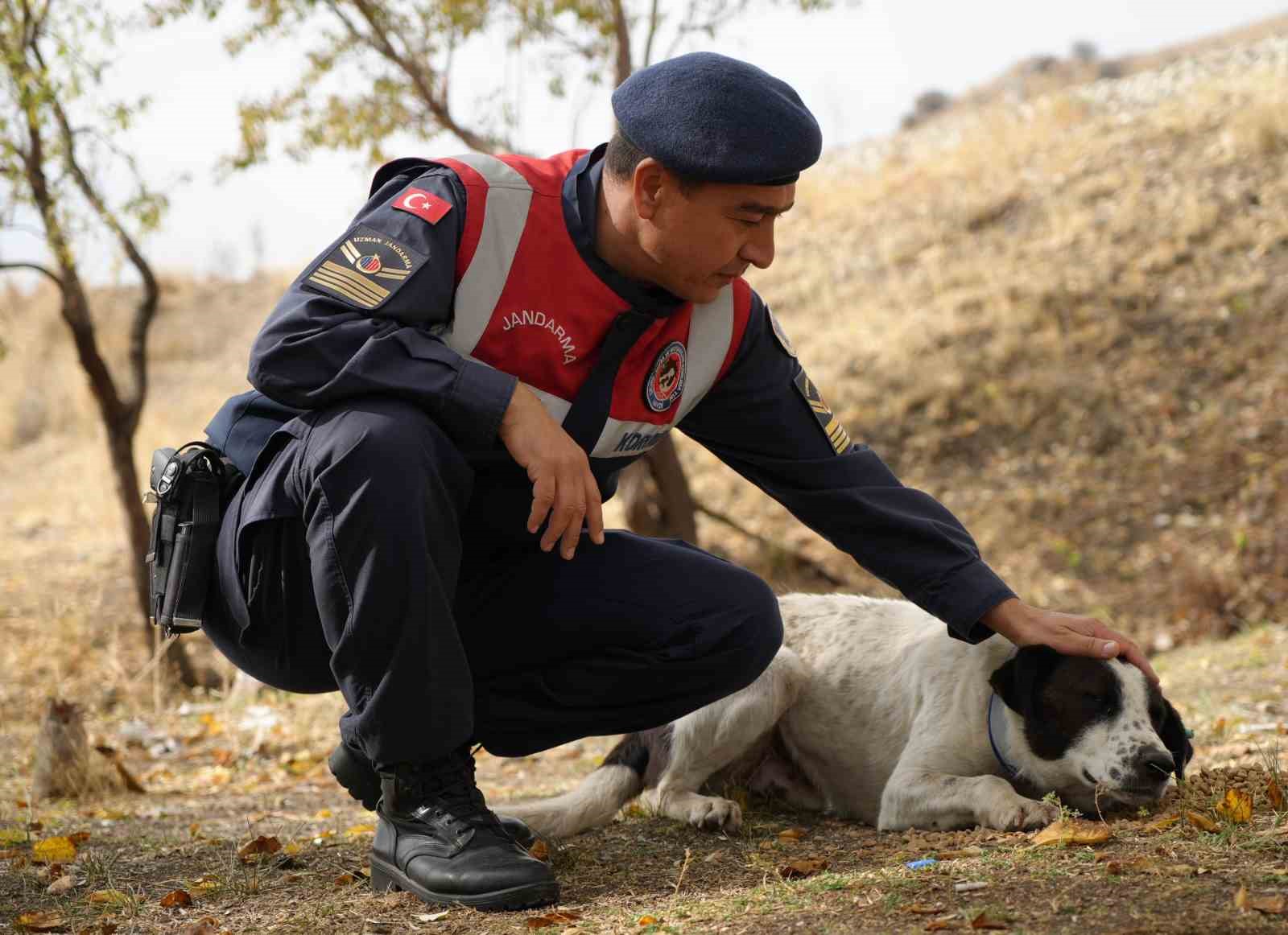 Jandarma ekipleri sokak hayvanlarına sahip çıkıyor